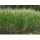 German Grass (Echinochloa polystachya) – Fodder Grass Seeds