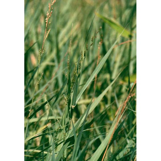 German Grass (Echinochloa polystachya) – Fodder Grass Seeds
