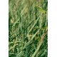 German Grass (Echinochloa polystachya) – Fodder Grass Seeds