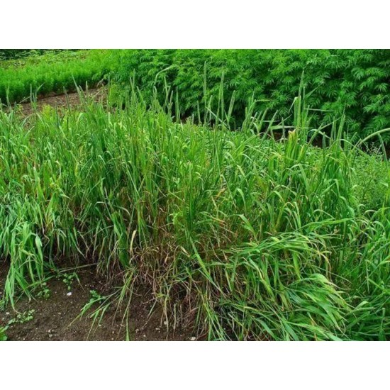 German Grass (Echinochloa polystachya) – Fodder Grass Seeds