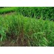 German Grass (Echinochloa polystachya) – Fodder Grass Seeds