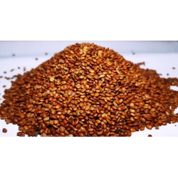 Hedge Lucerne Seeds (Desmanthus virgatus) – Dashrath / Velimasal / Dedmanthus
