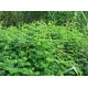 Hedge Lucerne Seeds (Desmanthus virgatus) – Dashrath / Velimasal / Dedmanthus