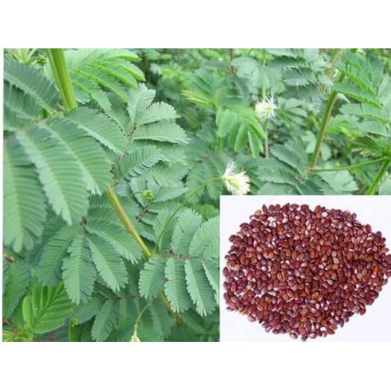Hedge Lucerne Seeds (Desmanthus virgatus) – Dashrath / Velimasal / Dedmanthus