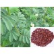 Hedge Lucerne Seeds (Desmanthus virgatus) – Dashrath / Velimasal / Dedmanthus