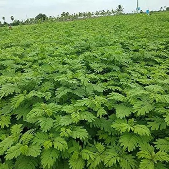Hedge Lucerne Seeds (Desmanthus virgatus) – Dashrath / Velimasal / Dedmanthus