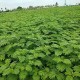 Hedge Lucerne Seeds (Desmanthus virgatus) – Dashrath / Velimasal / Dedmanthus