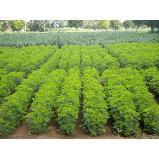 Hedge Lucerne Seeds (Desmanthus virgatus) – Dashrath / Velimasal / Dedmanthus