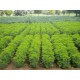 Hedge Lucerne Seeds (Desmanthus virgatus) – Dashrath / Velimasal / Dedmanthus
