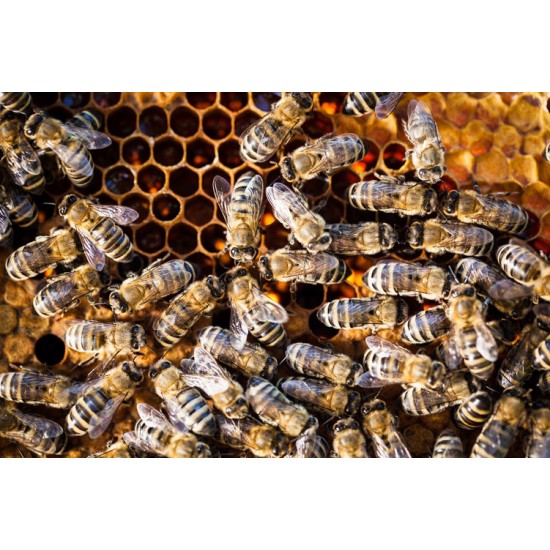 Apis Mellifera Beehive Brood Box with Bees Colony