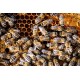 Apis Mellifera Beehive Brood Box with Bees Colony
