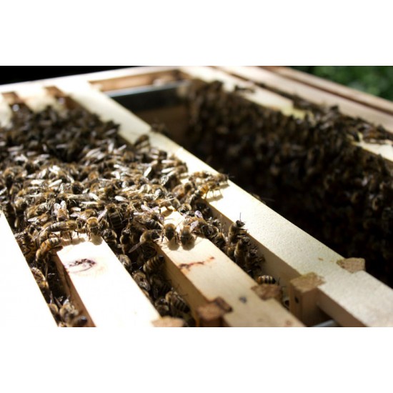 Apis Mellifera Beehive Brood Box with Bees Colony