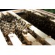 Apis Mellifera Beehive Brood Box with Bees Colony