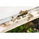 Apis Mellifera Beehive Brood Box with Bees Colony