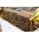 Apis Mellifera Beehive Brood Box with Bees Colony