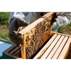 Apis Mellifera Beehive Brood Box with Bees Colony