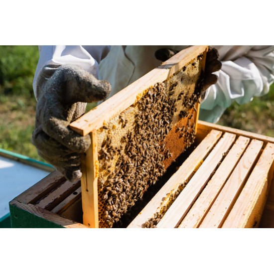Apis Mellifera Beehive Brood Box with Bees Colony