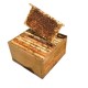 Apis Mellifera Beehive Brood Box with Bees Colony