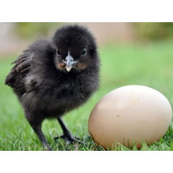 Kadaknath Chicks – Male & Female Mix (1 to 3 Days Old) | Black Meat Breed
