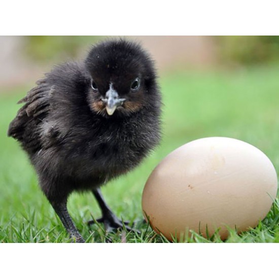 Kadaknath Chicks – Male & Female Mix (1 to 3 Days Old) | Black Meat Breed