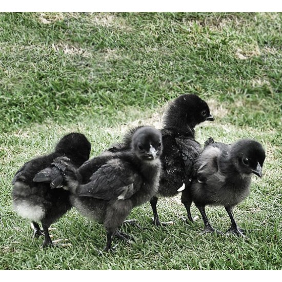 Kadaknath Chicks – Male & Female Mix (1 to 3 Days Old) | Black Meat Breed