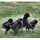 Kadaknath Chicks – Male & Female Mix (1 to 3 Days Old) | Black Meat Breed