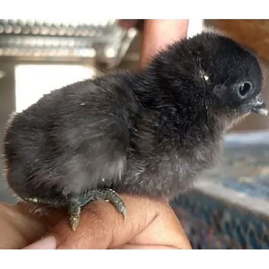 Kadaknath Chicks – Male & Female Mix (1 to 3 Days Old) | Black Meat Breed