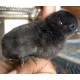 Kadaknath Chicks – Male & Female Mix (1 to 3 Days Old) | Black Meat Breed