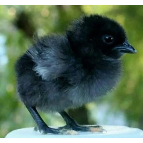 Kadaknath Chicks – Male & Female Mix (1 to 3 Days Old) | Black Meat Breed
