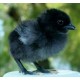 Kadaknath Chicks – Male & Female Mix (1 to 3 Days Old) | Black Meat Breed