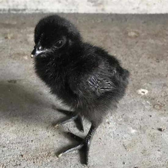 Kadaknath Chicks – Male & Female Mix (1 to 3 Days Old) | Black Meat Breed