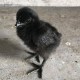 Kadaknath Chicks – Male & Female Mix (1 to 3 Days Old) | Black Meat Breed
