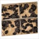 Kadaknath Chicks – Male & Female Mix (1 to 3 Days Old) | Black Meat Breed