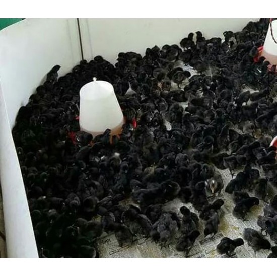 Kadaknath Chicks – Male & Female Mix (1 to 3 Days Old) | Black Meat Breed