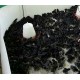 Kadaknath Chicks – Male & Female Mix (1 to 3 Days Old) | Black Meat Breed