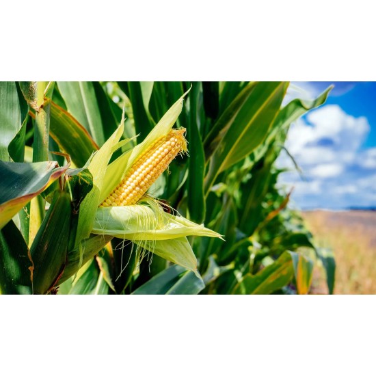 Dried Maize for Animal Feed – High Energy Grain for Livestock and Poultry