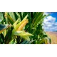 Dried Maize for Animal Feed – High Energy Grain for Livestock and Poultry