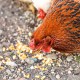 Dried Maize for Animal Feed – High Energy Grain for Livestock and Poultry