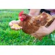 Dried Maize for Animal Feed – High Energy Grain for Livestock and Poultry