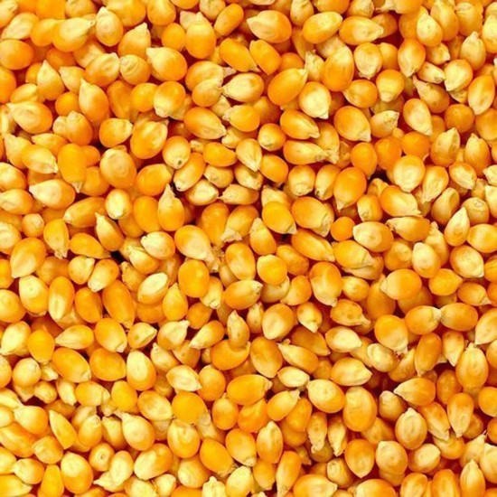 Dried Maize for Animal Feed – High Energy Grain for Livestock and Poultry