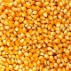 Dried Maize for Animal Feed – High Energy Grain for Livestock and Poultry