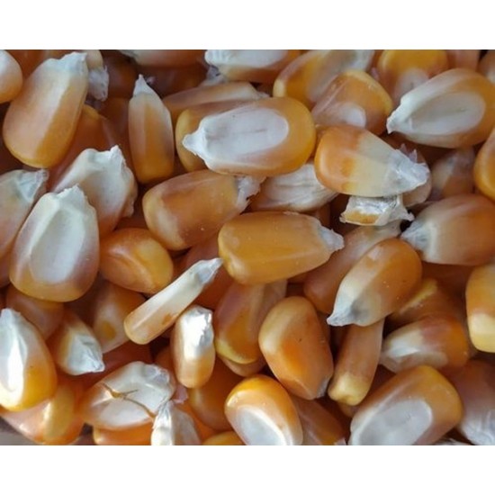 Dried Maize for Animal Feed – High Energy Grain for Livestock and Poultry
