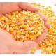 Dried Maize – Crushed for Animal Feed | Energy-Rich Feed Ingredient