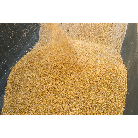 Dried Maize – Crushed for Animal Feed | Energy-Rich Feed Ingredient