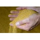 Dried Maize – Crushed for Animal Feed | Energy-Rich Feed Ingredient