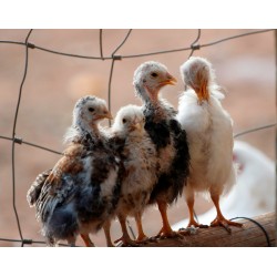 21-Day RIR Female Chicks – Brooded & Vaccinated (Egg-Laying Breed)