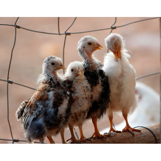 21-Day RIR Female Chicks – Brooded & Vaccinated (Egg-Laying Breed)