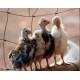 21-Day RIR Female Chicks – Brooded & Vaccinated (Egg-Laying Breed)