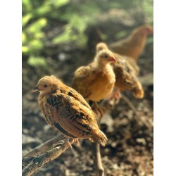 21-Day-Old RIR Male Chicks – Meat Breed (Fully Brooded & Vaccinated)