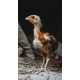 21-Day RIR Female Chicks – Brooded & Vaccinated (Egg-Laying Breed)